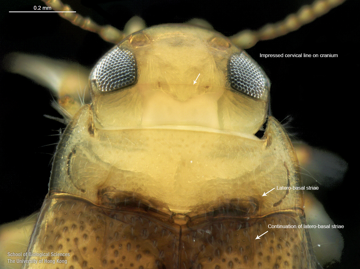 Cranium and pronotum (dorsal view)